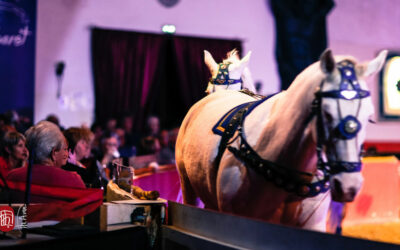 Spectacle Equestre