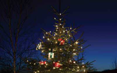 Décoration des sapins de Noël